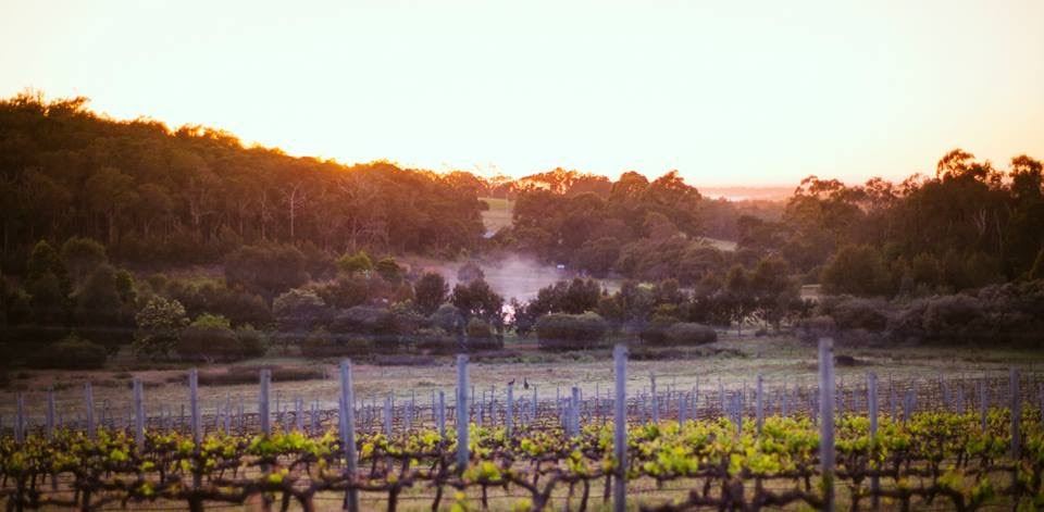 Rivendell Winery Estate  vineyard at sunset
